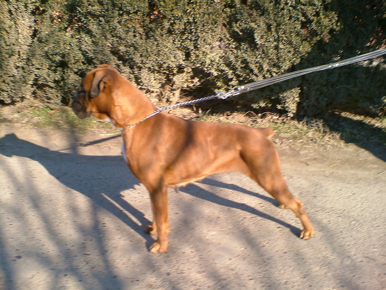 BLONDI Our first Boxer