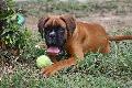 PEGGY VON FEKETIC- Owner: SANDMANBOXER Kennel & MNR,S BOXER - USA